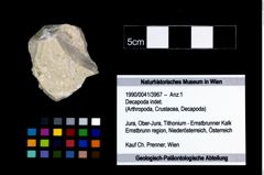 Foto (Objekt + Etikett) von Decapoda indet.  (NHMW-GEO-1990-0041-3967)